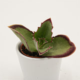 Kalanchoe synsepala - 5,5cm