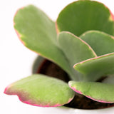 Kalanchoe thyrsiflora Rainbow - 10,5cm