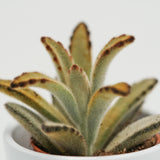Kalanchoe tomentosa Chocolate Soldier - 9cm