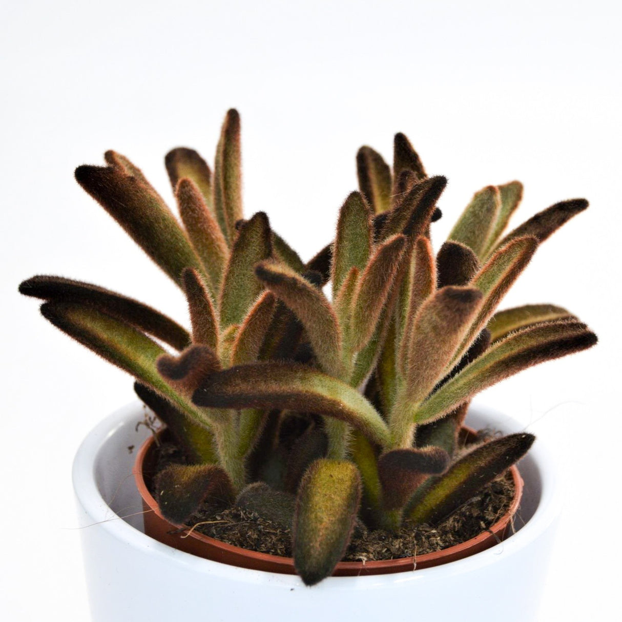 Kalanchoe tomentosa Chocolate Soldier - 9cm