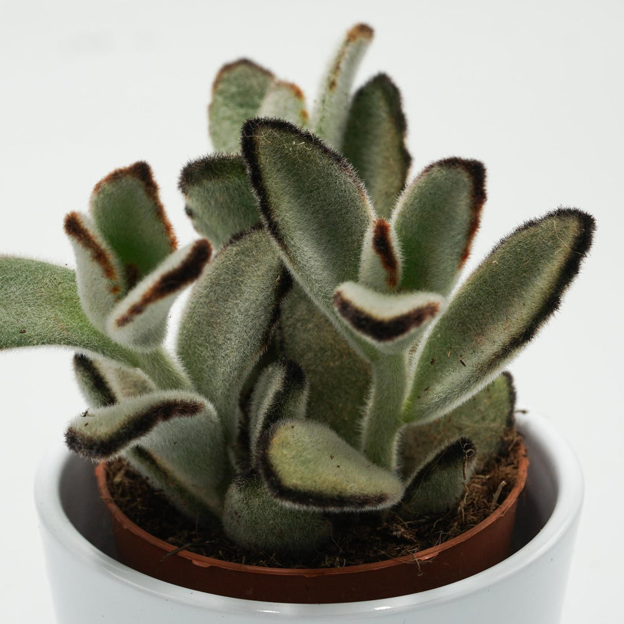 Kalanchoe tomentosa Jumbo - 8,5cm