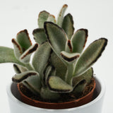 Kalanchoe tomentosa Jumbo - 8,5cm