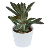 Kalanchoe tomentosa Rubra - 6cm