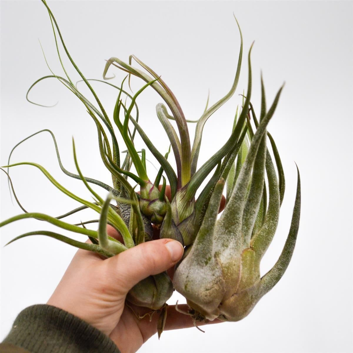 Bulbous Tillandsia, 5 pieces