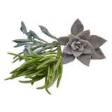 Kopfstecklinge, 3 Stück