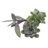 Kopfstecklinge, 3 Stück