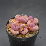 Lithops optica Rubra