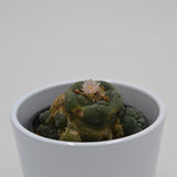 Lophophora williamsii Cluster (Peyote Kaktus) - 8,5cm