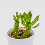 Monadenium stapelioides - 5,5cm