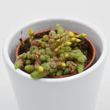 Monanthes muralis - 5,5cm