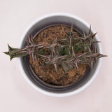 Orbea decaisneana subs. hesperidum - 8cm