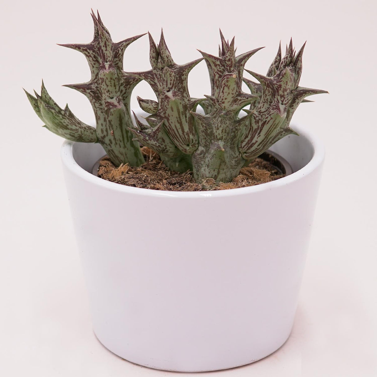 Orbea decaisneana subs. hesperidum - 8cm