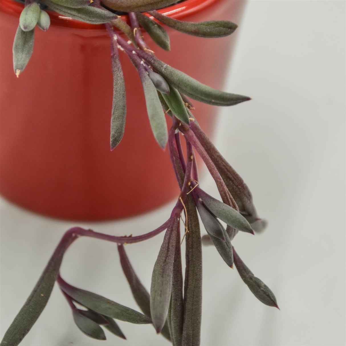 Othonna capensis Ruby Necklace - 6cm