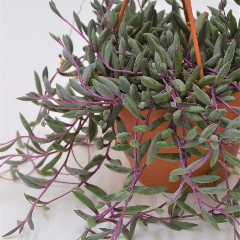 Othonna capensis Ruby Necklace - 12cm Ampel