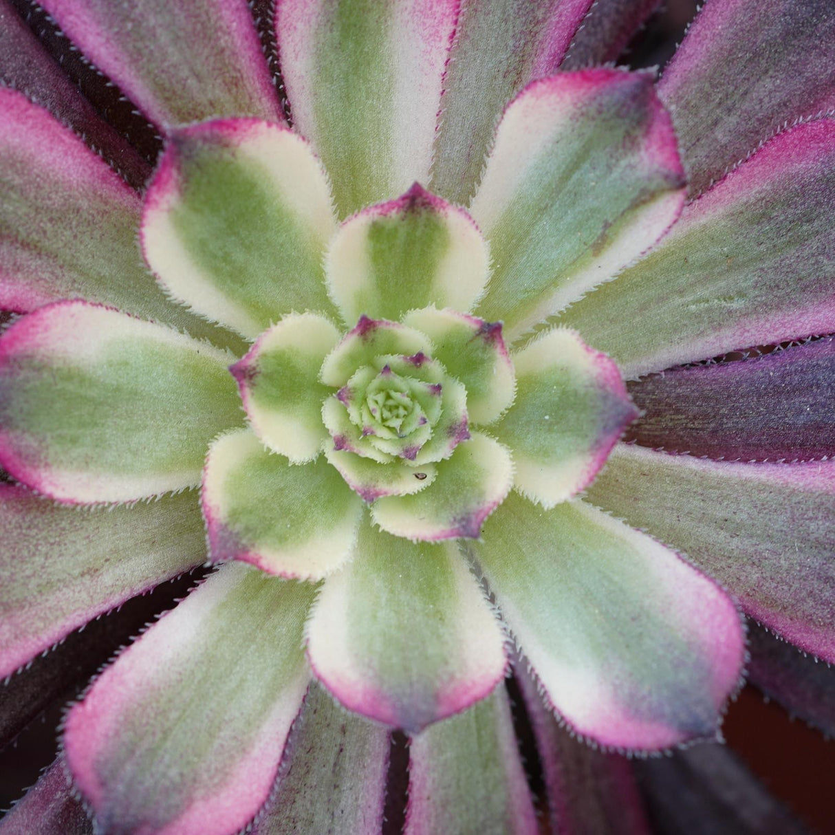 Aeonium Mardi Gras - verzweigt - 10,5cm