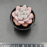 Echeveria Star Snow