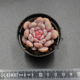 Echeveria monroe x laui