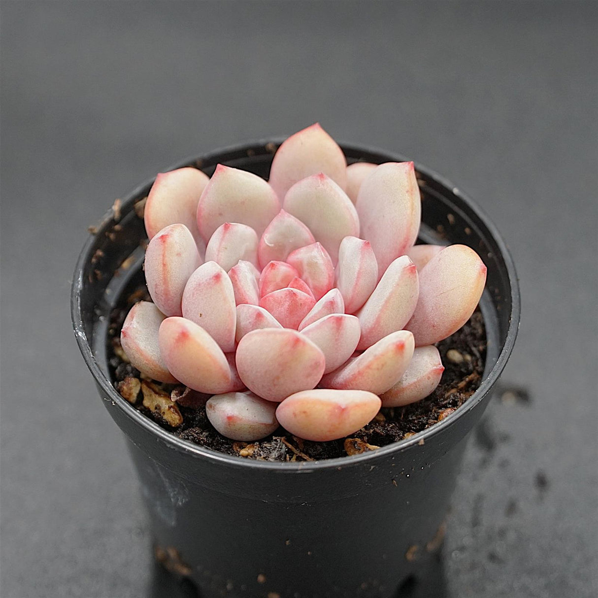 Echeveria monroe x laui