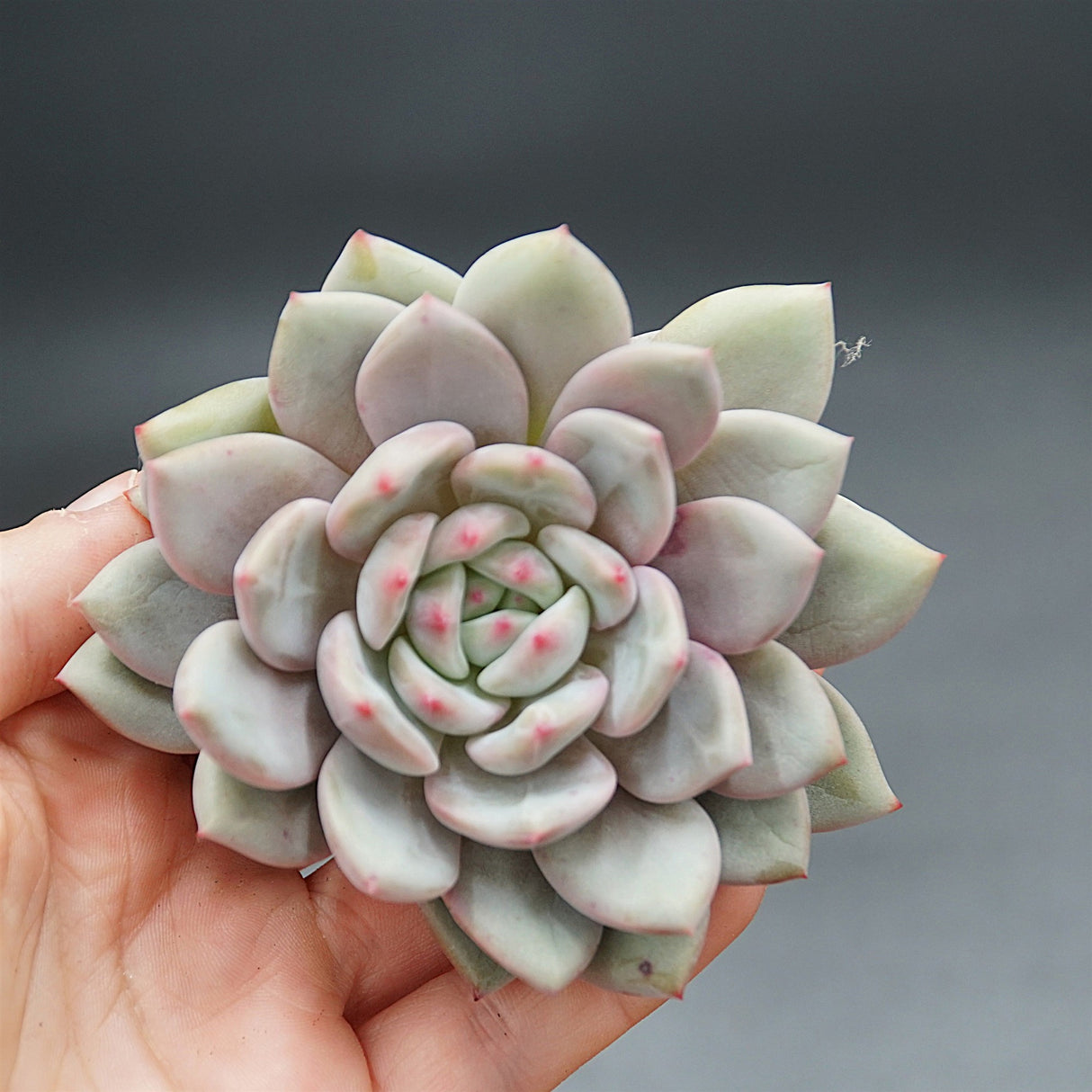 Echeveria Ariel Steckling