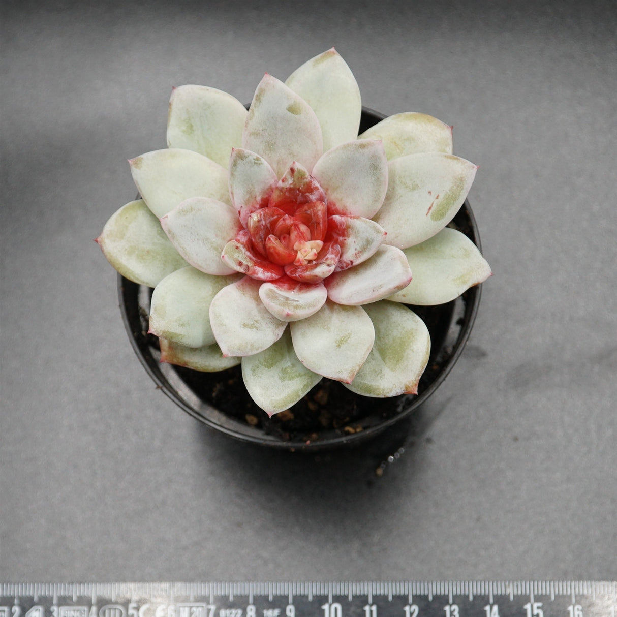 Echeveria German Champagne