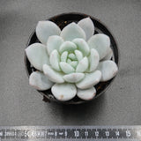 Echeveria Sugar Heart