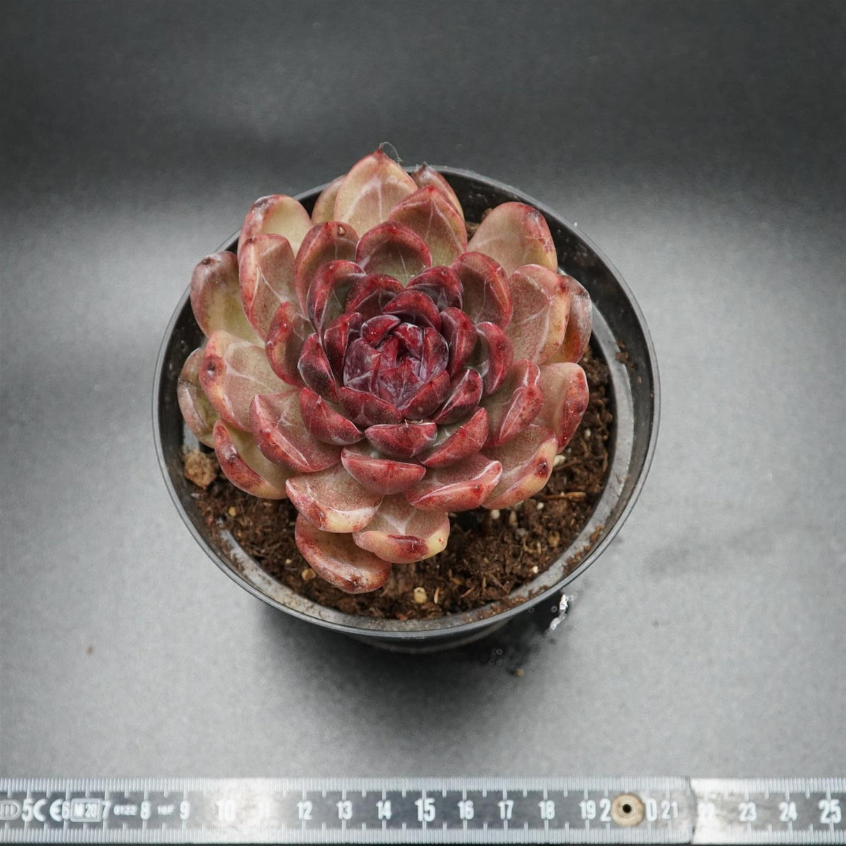 Echeveria Black Crystal