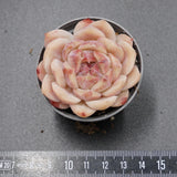 Echeveria Zijin