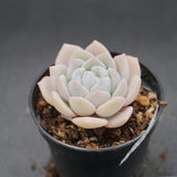Echeveria Desert Rose
