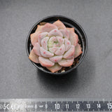 Echeveria Snow Melanie