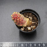 Monadenium ritchiei f. variegata