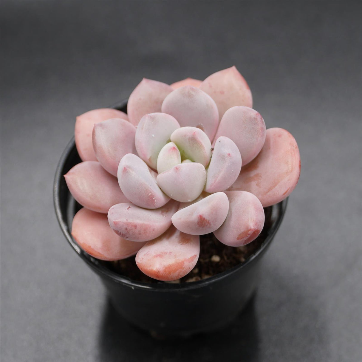 Pachyphytum Spotted Deer