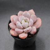 Pachyphytum Spotted Deer