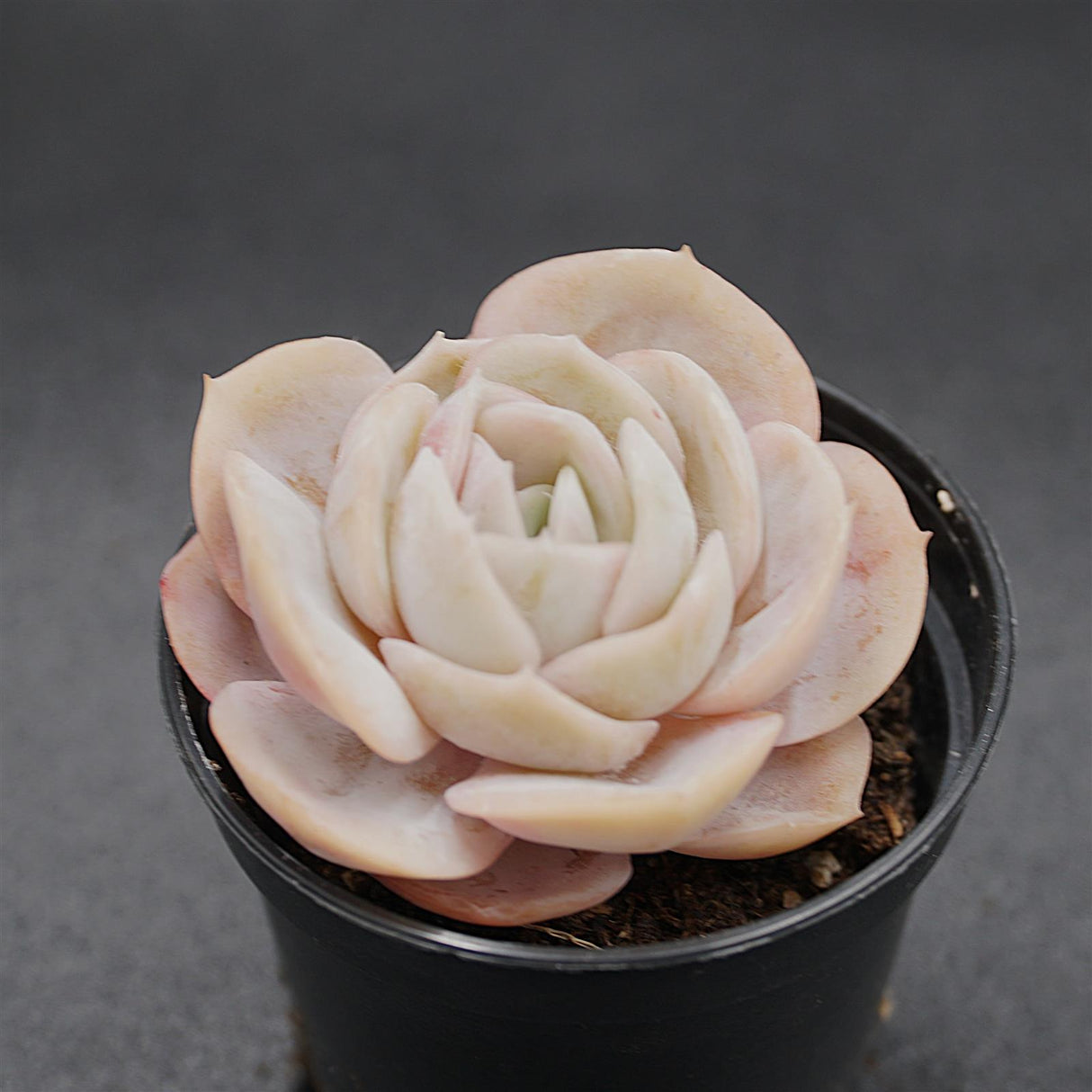 Echeveria