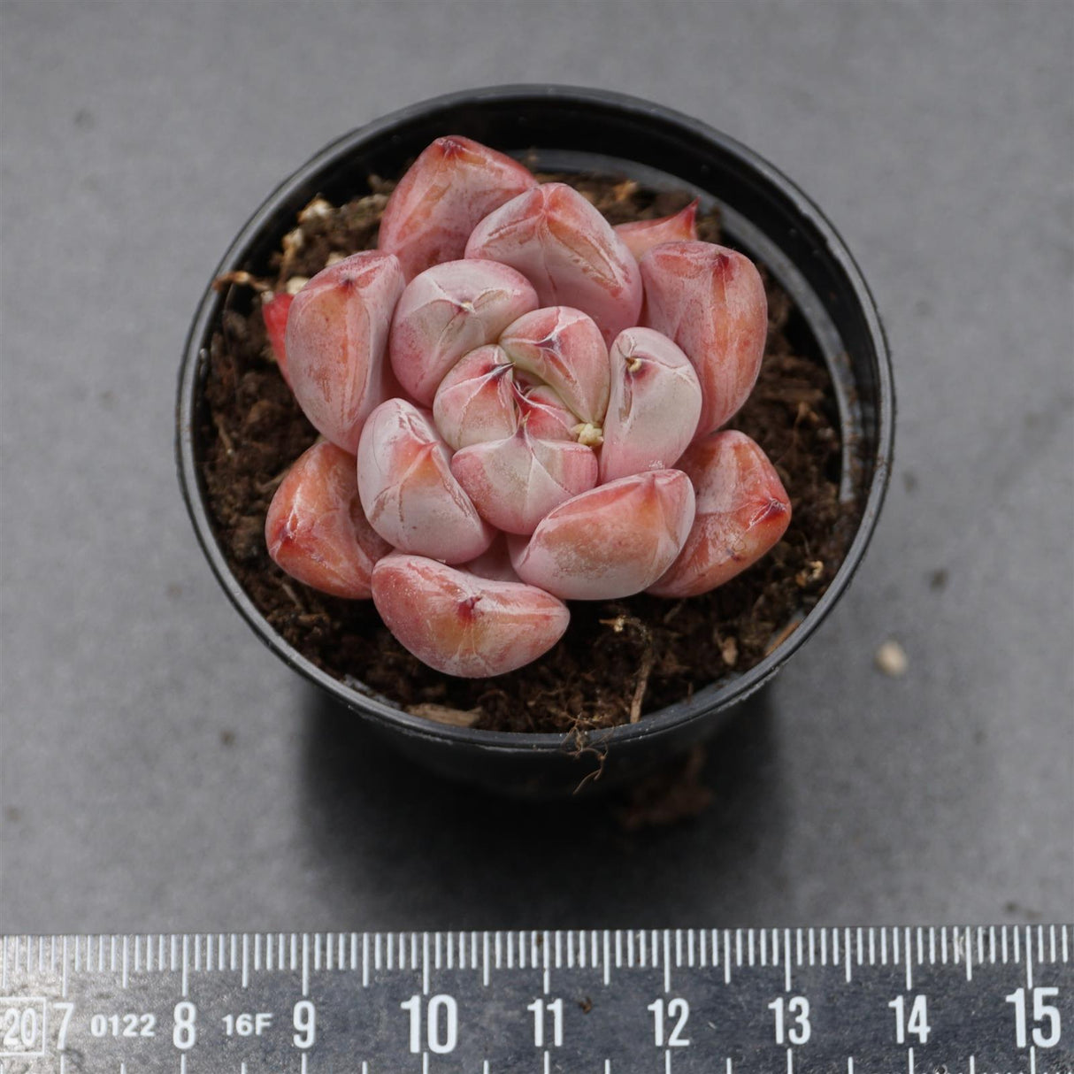 Echeveria Wedding Ring