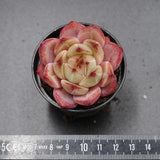 Echeveria Demon Warrior