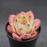 Echeveria Demon Warrior