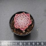 Echeveria Purple Sea