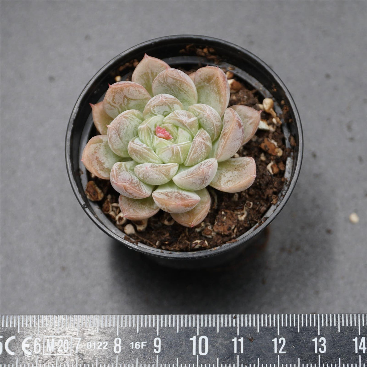 Echeveria Star Valley