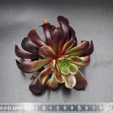 Aeonium Super Bang Steckling