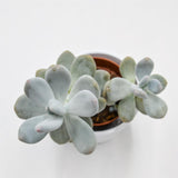 Pachyphytum bracteosum - 8,5cm