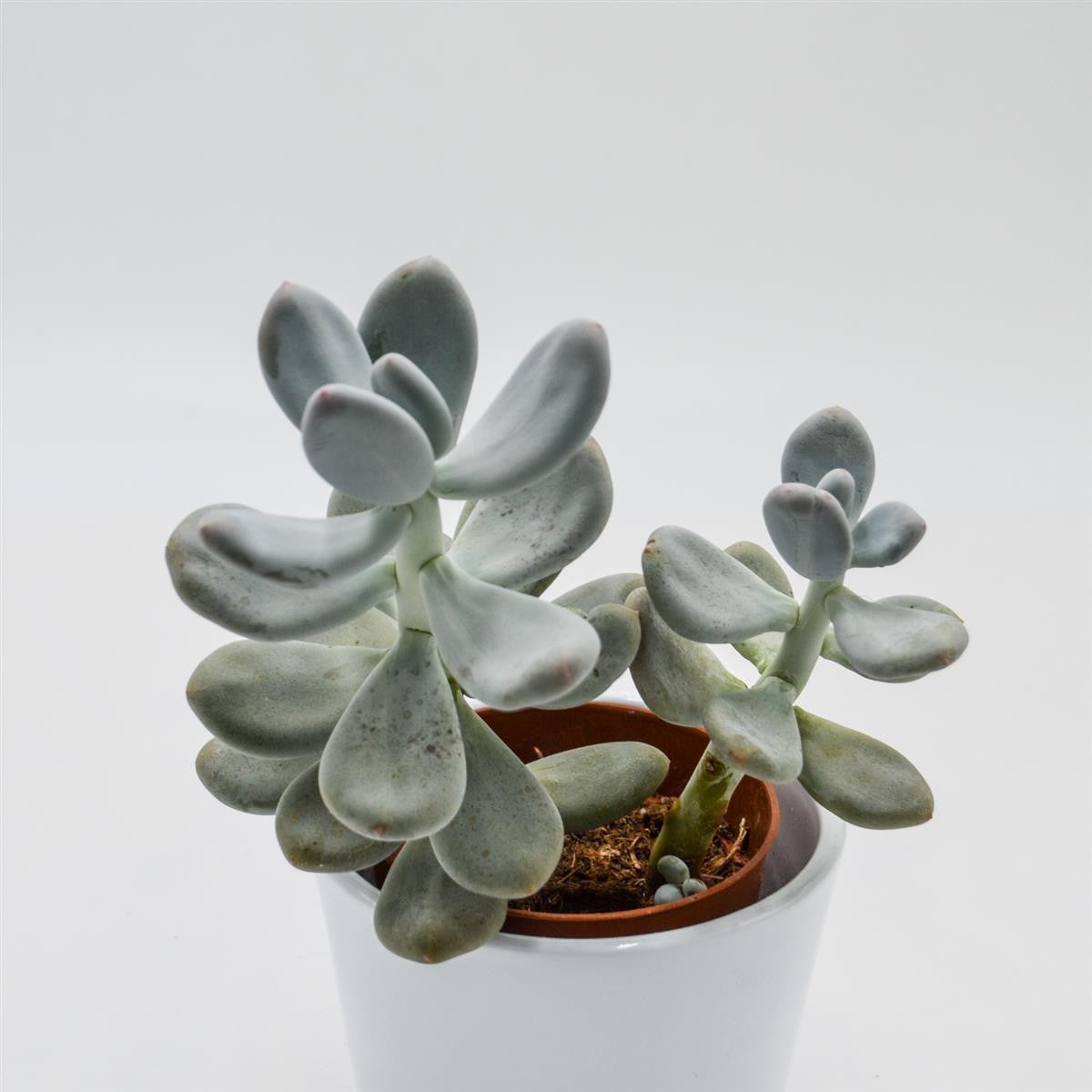 Pachyphytum bracteosum - 8,5cm