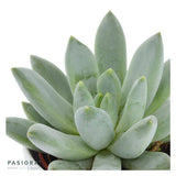 x Pachyveria Bea - 5,5cm