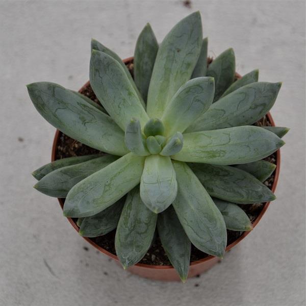 x Pachyveria Bea - 8,5cm