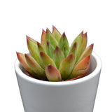 Pachyphytum hookeri Rubra - 5,5cm