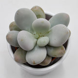 Pachyphytum oviferum - 6cm