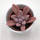 Pachyphytum Purple Rain - 5,5cm