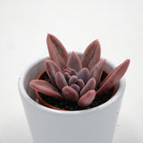 Pachyphytum Purple Rain - 5,5cm