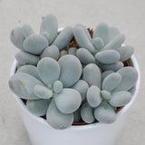 Pachyphytum oviferum - 12cm