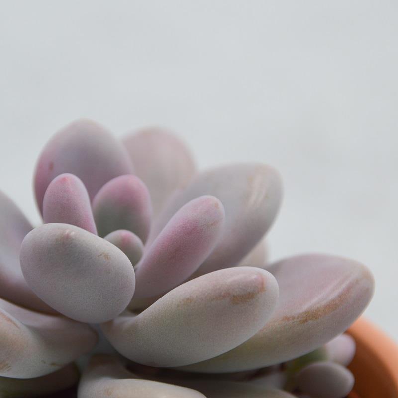 Pachyphytum oviferum Pink Moonstones - 6cm