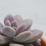 Pachyphytum oviferum Pink Moonstones - 6cm